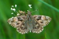 Carcharodus alceae