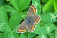 Aricia agestis