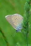 Cyaniris semiargus