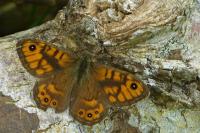 Lasiommata megera