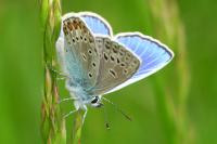 Polyommatus icarus