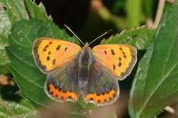 Lycaena phlaeas