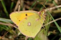 Colias crocea