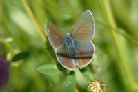Cyaniris semiargus