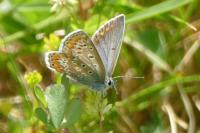 Polyommatus icarus