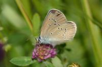 Cyaniris semiargus