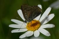 Lycaena tityrus