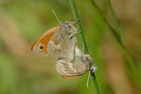 Coenonympha pamphilus
