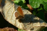 Cacyreus marshalli