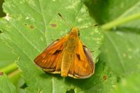 Ochlodes sylvanus