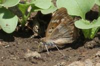 Apatura ilia