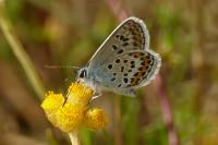 Plebejus argus