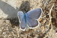 Plebejus argus