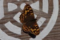 Pararge aegeria