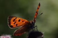 Lycaena phlaeas