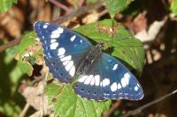 Limenitis reducta