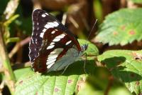 Limenitis reducta