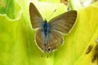 Lampides boeticus
