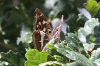 Apatura iris