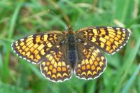 Melitaea phoebe