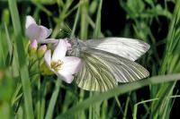 Pieris napi