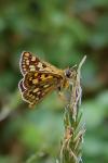 Carterocephalus palaemon
