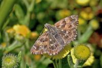 Carcharodus alceae