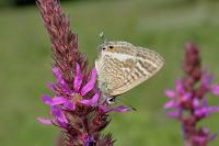 Lampides boeticus