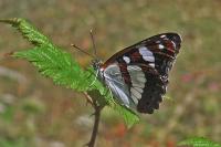Limenitis reducta