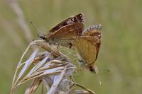 Erynnis tages
