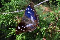 Apatura iris