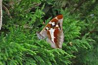 Apatura iris
