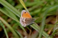Coenonympha pamphilus