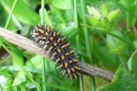 Melitaea parthenoides