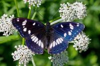 Limenitis reducta