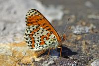 Melitaea didyma