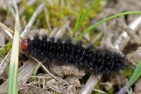 Melitaea cinxia