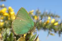 Callophrys rubi