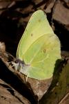 Gonepteryx rhamni