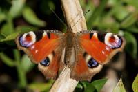 Aglais io