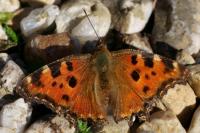Nymphalis polychloros