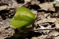 Gonepteryx rhamni