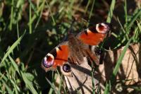 Aglais io