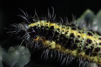 Pieris brassicae