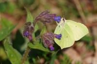 Gonepteryx rhamni