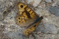 Lasiommata megera
