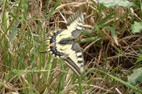 Papilio machaon