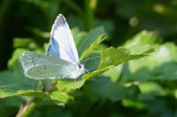 Celastrina argiolus