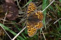 Melitaea phoebe