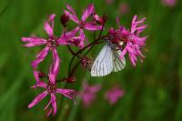 Pieris napi